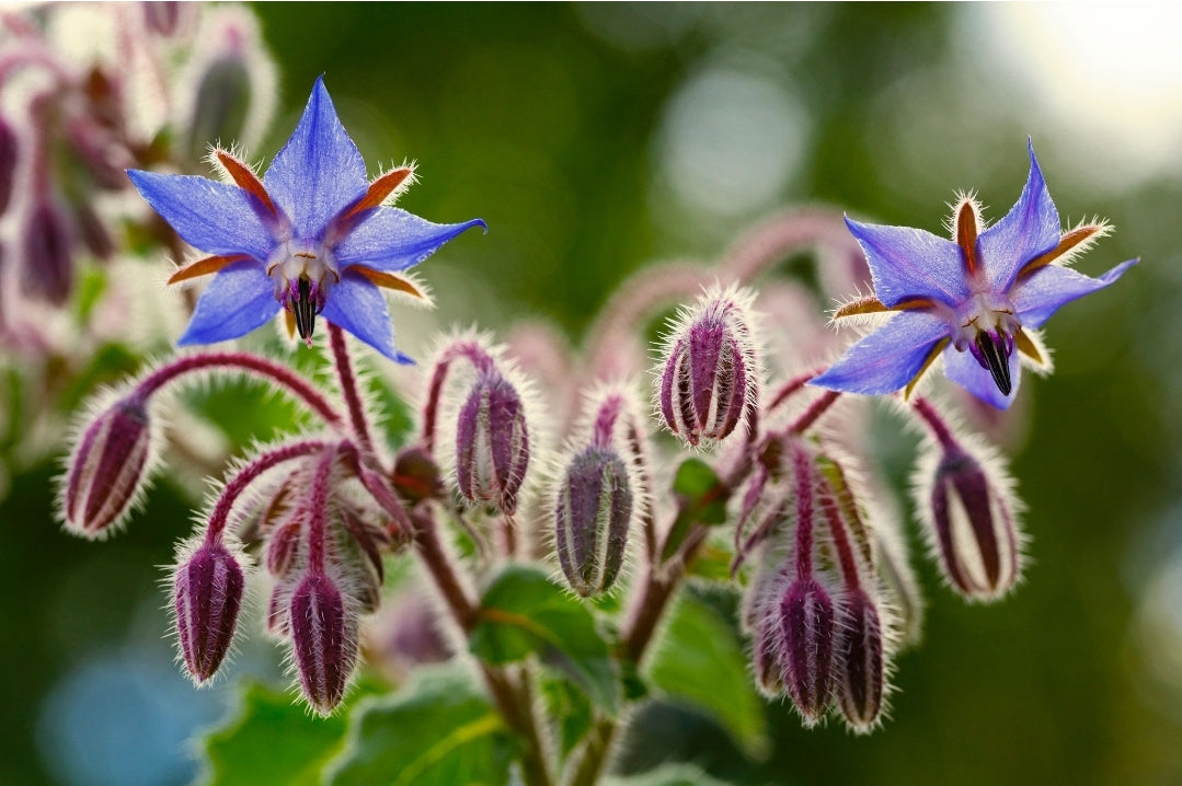 BORAGE (Borago officinale)