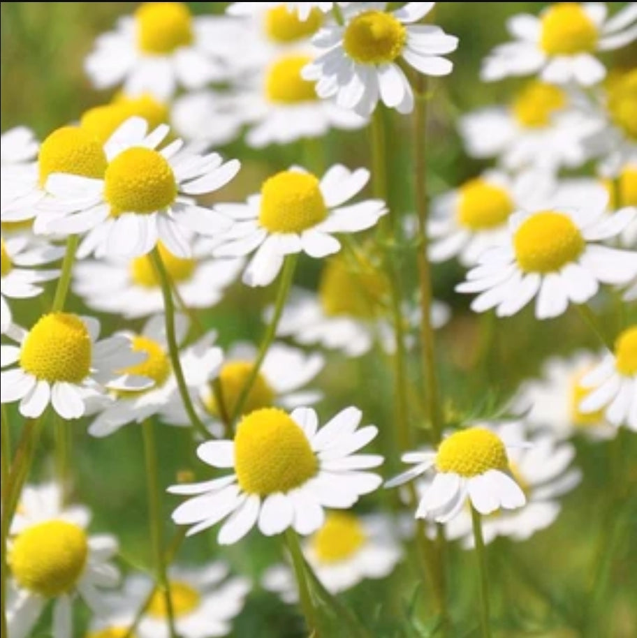 CHAMOMILE (Martricaria recutita)