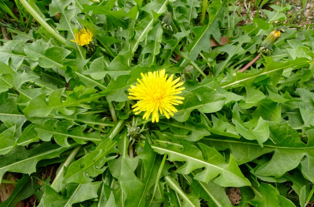 DANDELION (Taraxacum officinale)