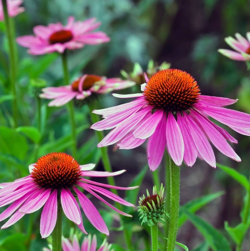 ECHINACEA (Echinacea purpurea)