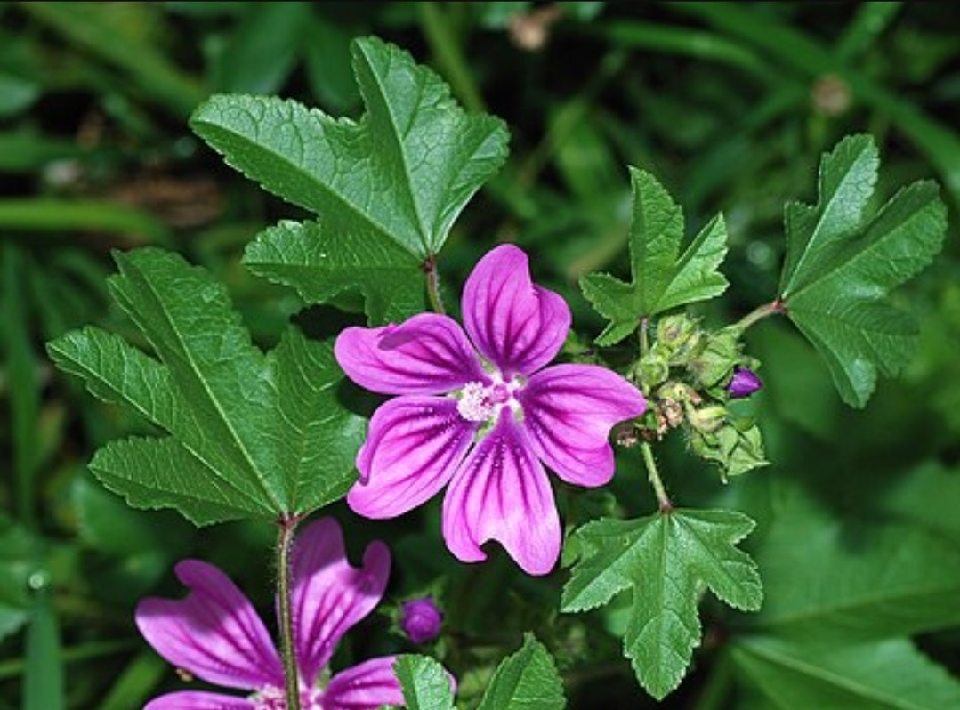 MALLOW (malva sylvestris