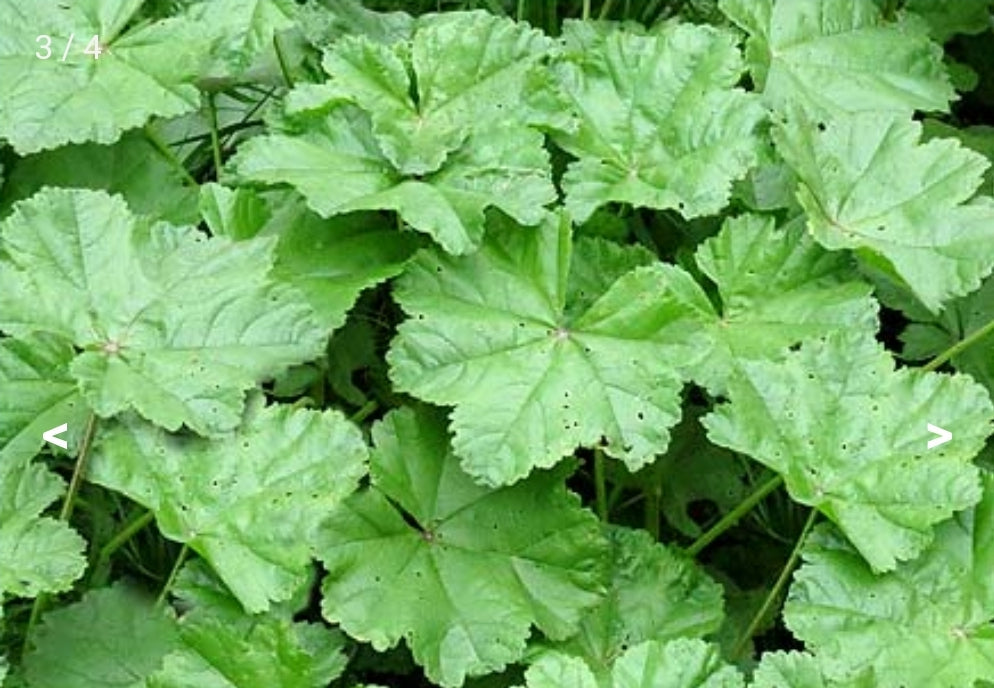 MALLOW (malva sylvestris