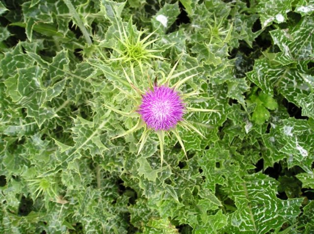 MILK THISTLE (Silybum marianum)