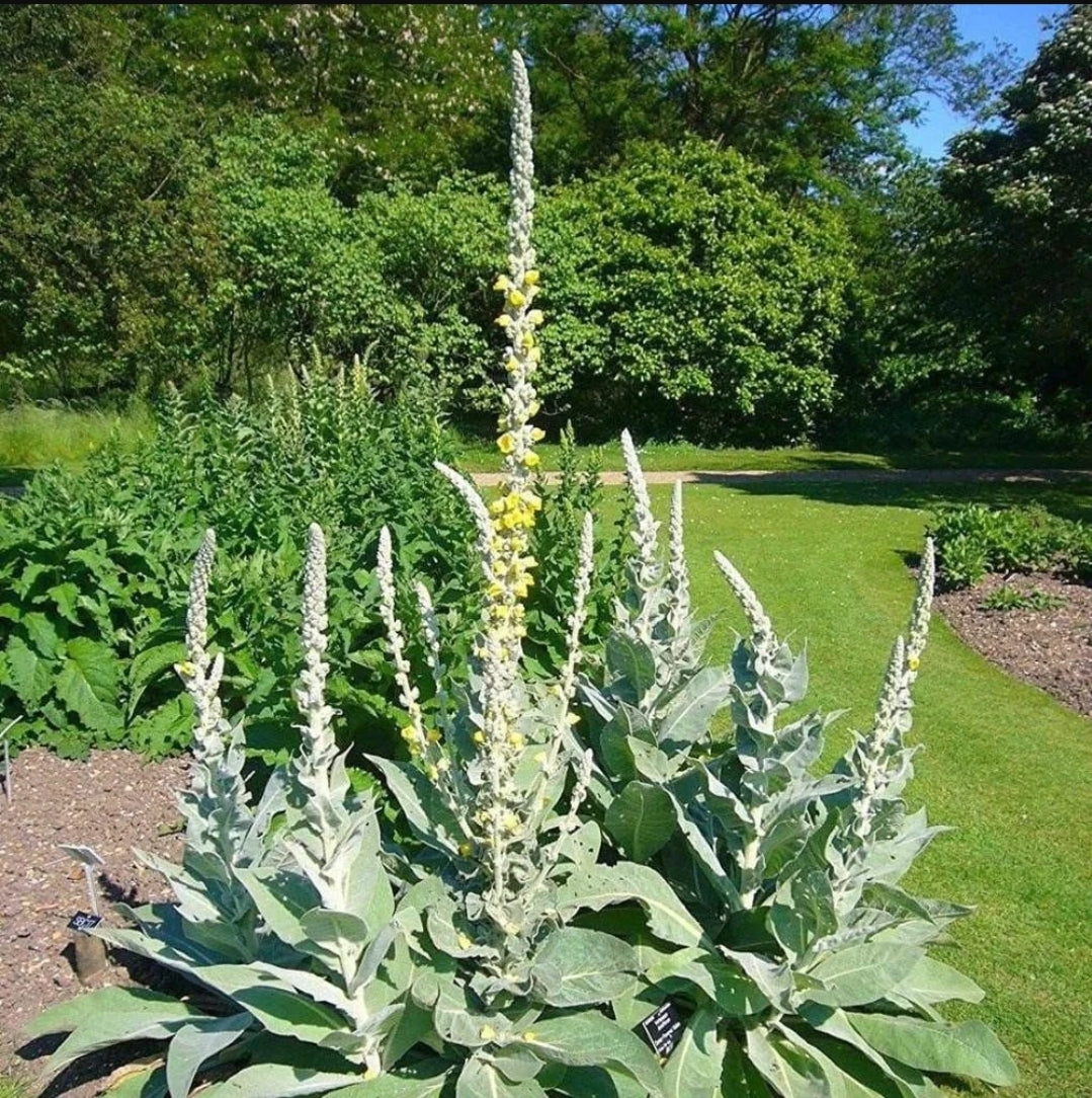 MULLEIN (Verbascum thapsus)