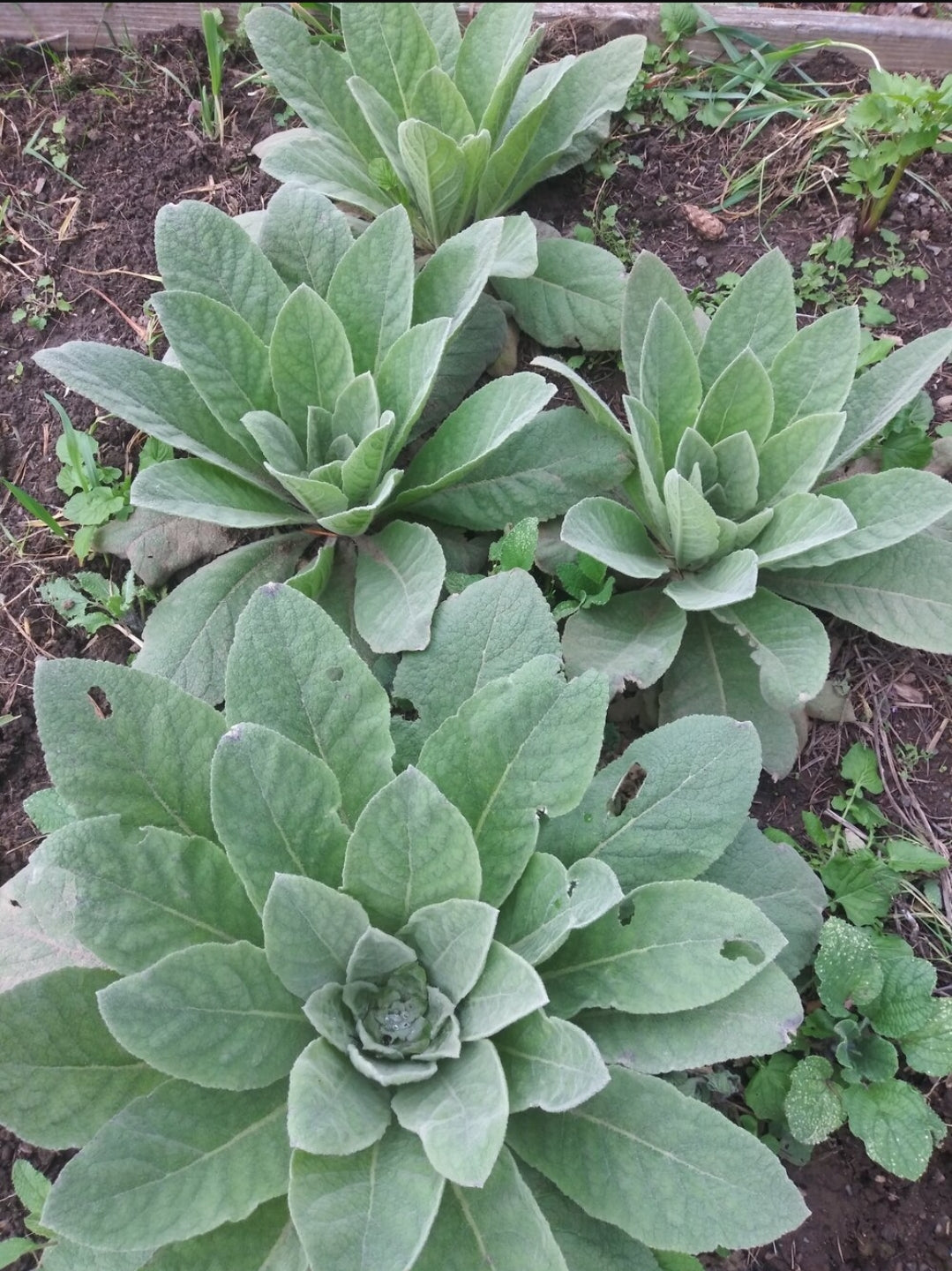 MULLEIN (Verbascum thapsus)