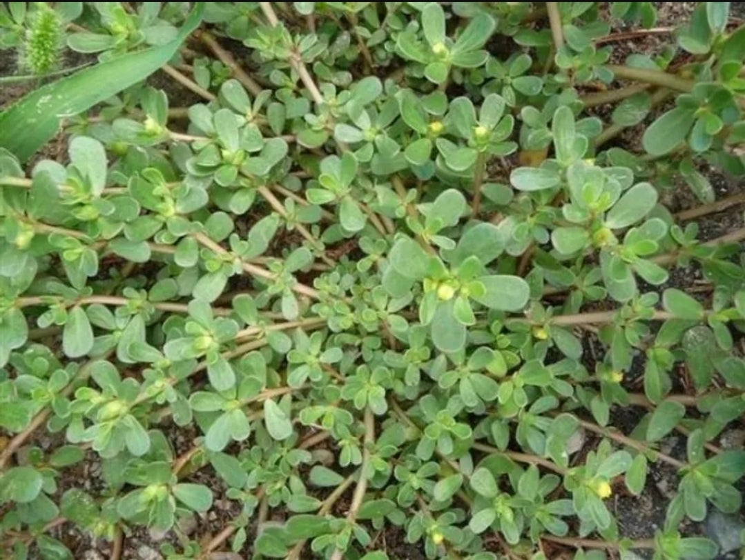 PURSLANE (Portulaca oleracea)