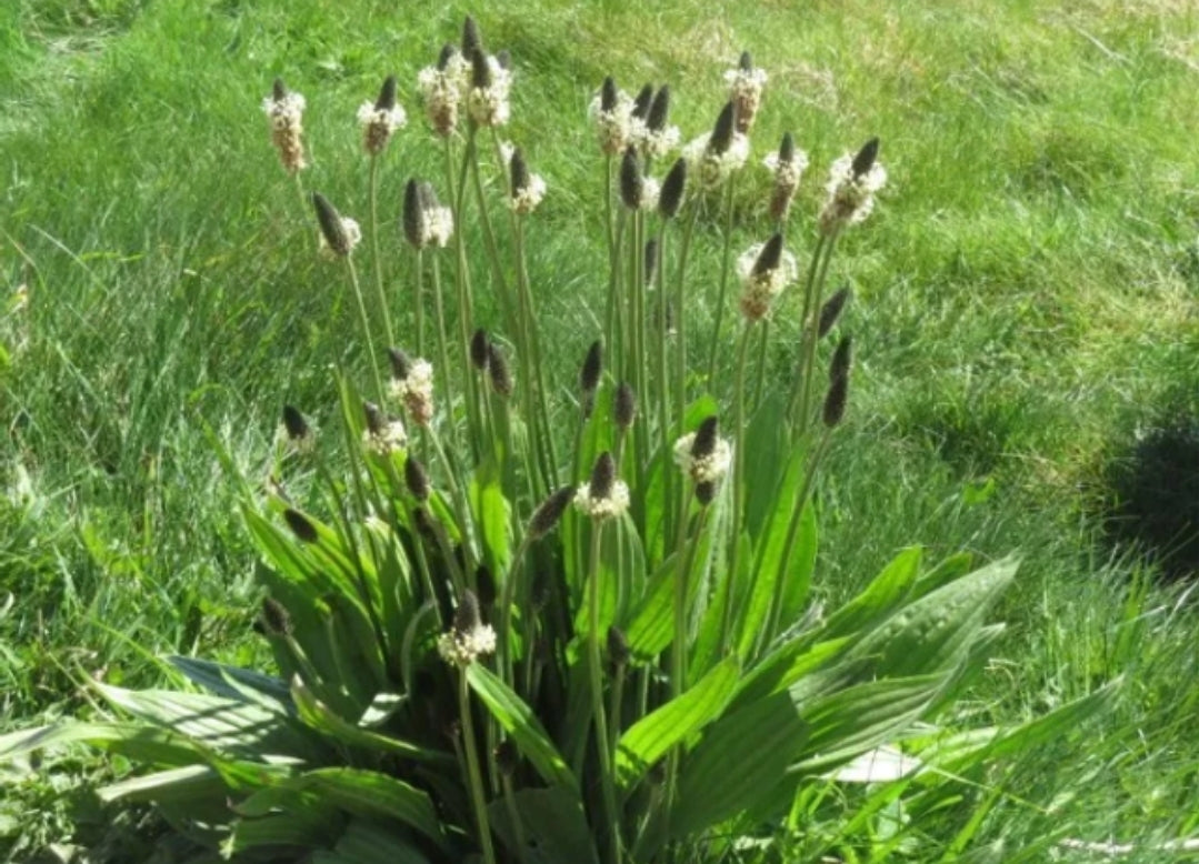 RIBWORT PLANTAIN (Plantago lanceolata