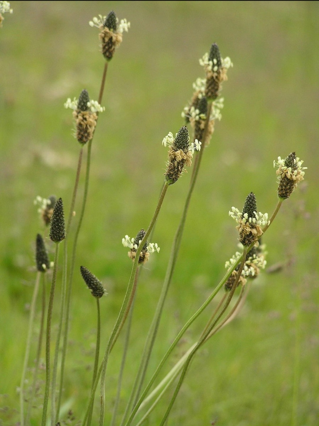 RIBWORT PLANTAIN (Plantago lanceolata