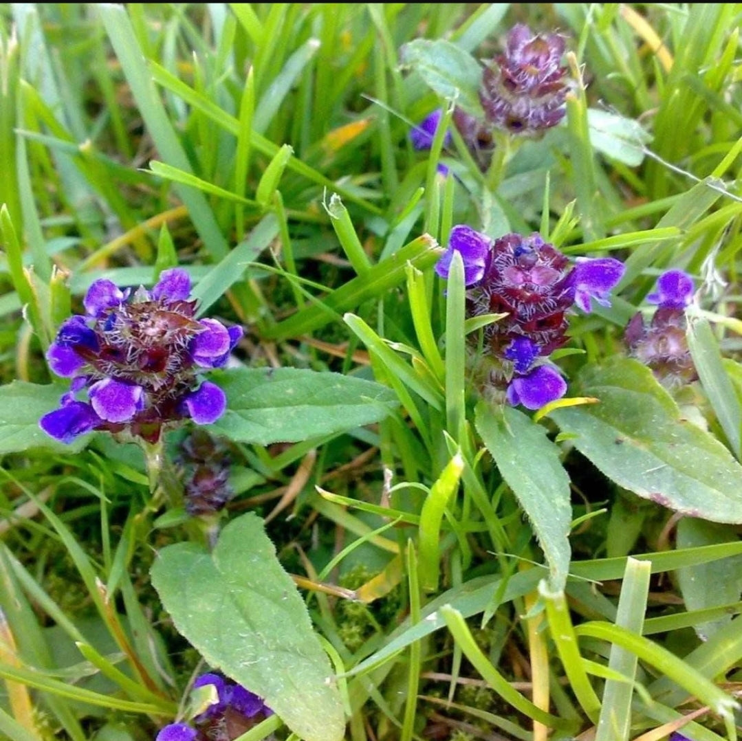 SELF HEAL (Prunella vulgaris)