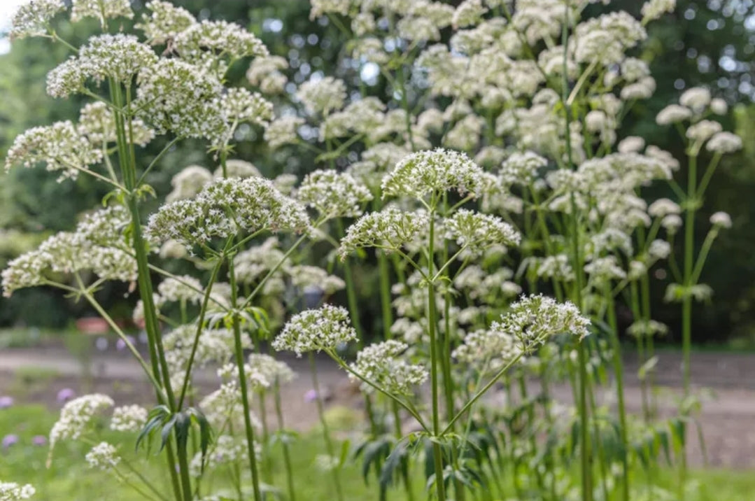 VALERIAN (Valeriana officinalis)