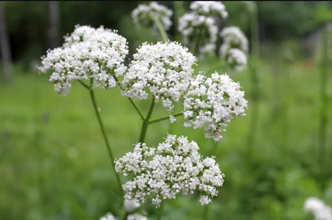 VALERIAN (Valeriana officinalis)