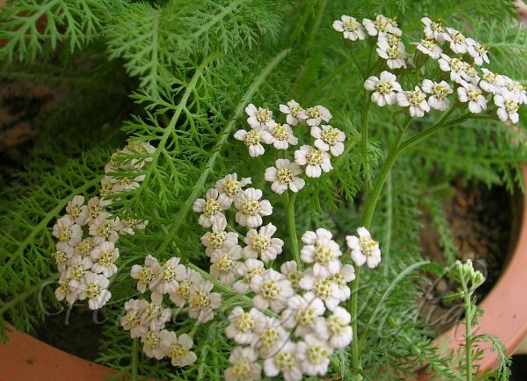 YARROW (Achillea millefolium)