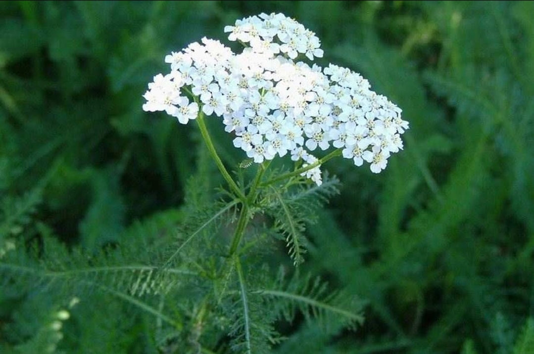 YARROW (Achillea millefolium)