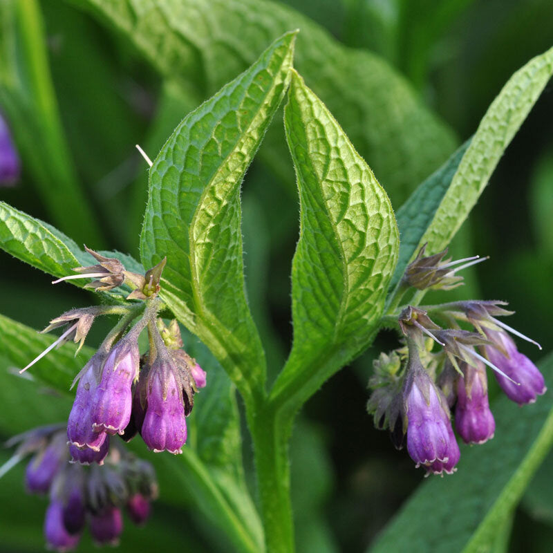 Comfrey Infused Oil