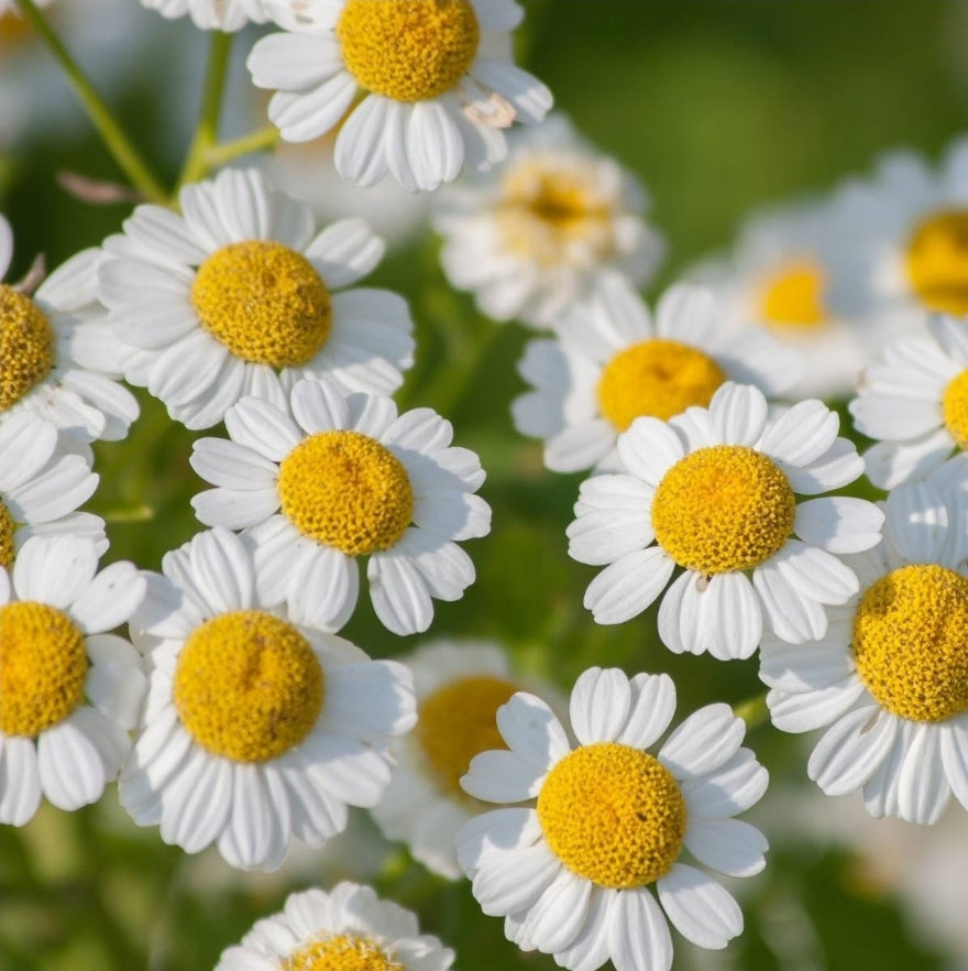 FEVERFEW (Tanacetum parthenium)