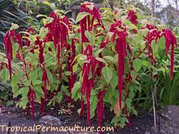 AMARANTH (Amaranthus spp.)